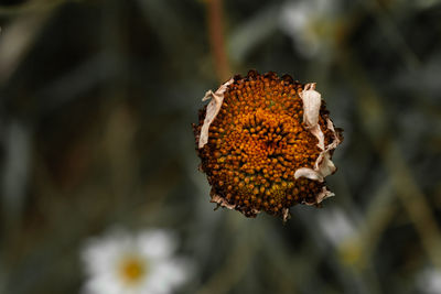 Close-up of plant