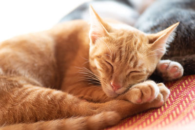 Close-up of cat sleeping