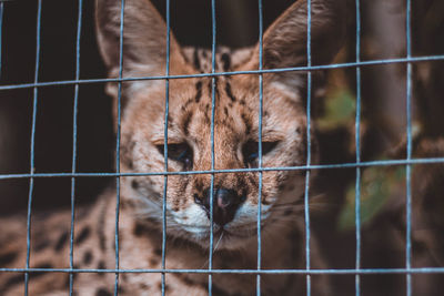 Close-up of a cat in cage