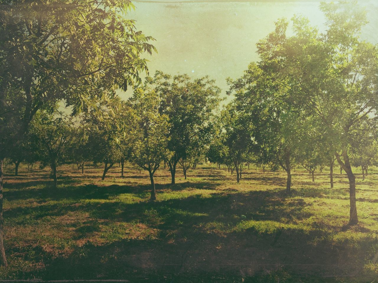 tree, tranquility, growth, tranquil scene, beauty in nature, nature, scenics, grass, field, landscape, green color, branch, tree trunk, sky, idyllic, day, outdoors, non-urban scene, no people, park - man made space