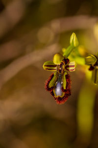Close-up of insect on flower