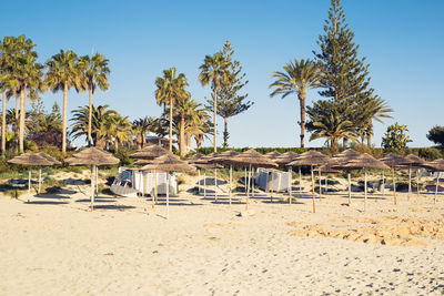 Palm trees on beach against sky