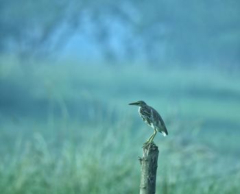 Bird perching on wooden post