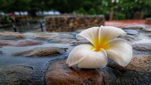 Close-up of wet white flower