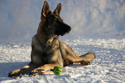 Dog looking away in snow