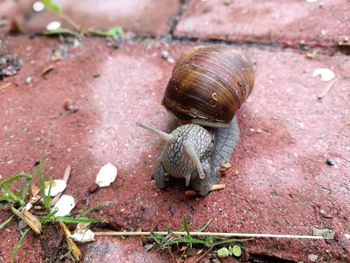 Close-up of snail