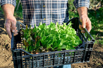 Gardener holding basket box with young lettuce seedlings. horticulture sostenible. gardening hobby.