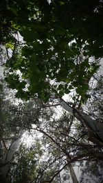 Low angle view of trees in forest against sky