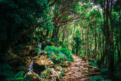 Trail amidst trees in forest