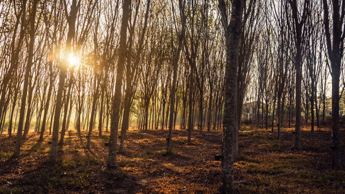 Sunlight streaming through trees in forest