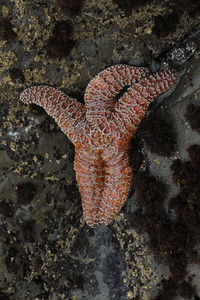 Close-up of fish in sea