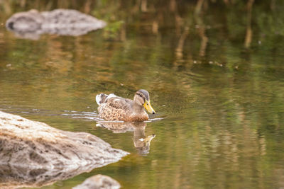 Duck swimming on lake