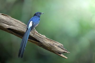 Close-up of bird perching on branch