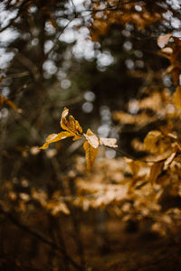 Close-up of autumnal leaves on tree