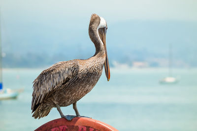 Close-up of bird perching on sea against sky