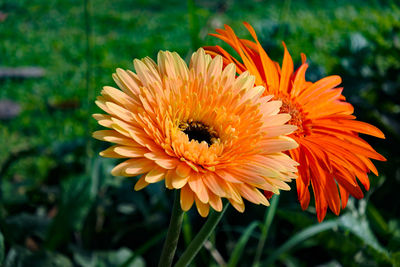 Close-up of orange flower