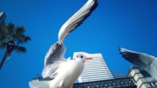 Low angle view of seagull and buildings against clear blue sky