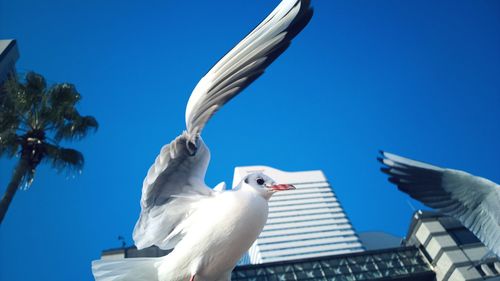 Low angle view of birds flying against blue sky