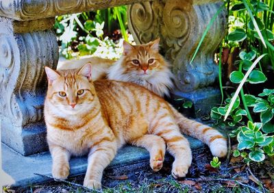 Portrait of cats on a cat