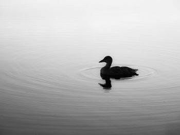 High angle view of duck swimming in lake