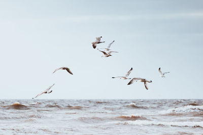 Low angle view of seagulls flying over sea against sky