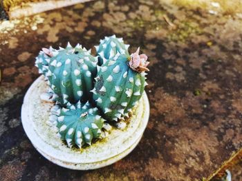 High angle view of succulent plant