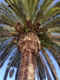 Low angle view of palm tree