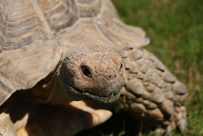 Close-up of a turtle