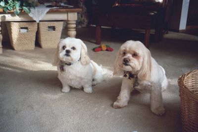 Portrait of dogs sitting at home