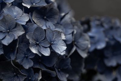 Close-up of wilted hydrangea flowers