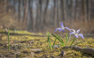 Close-up of plants against blurred background