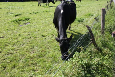 Horse grazing on field