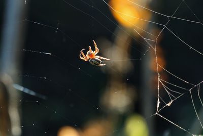 Close-up of spider on web