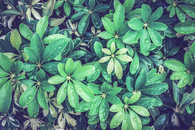 High angle view of wet plant leaves