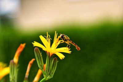 Close-up of bee pollinating on yellow flower