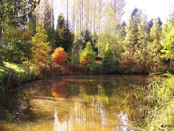 Reflection of trees in pond