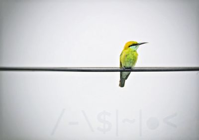 Close-up of bird perching on leaf