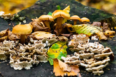 Close-up of mushrooms growing on dry leaves