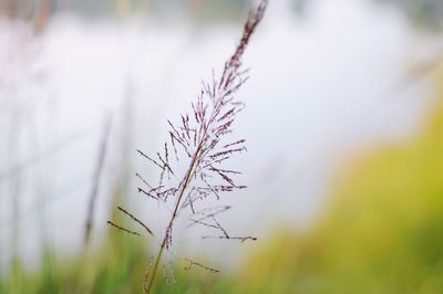 Close-up of flowering plant on land
