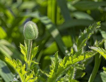 Close-up of fresh green plant in field