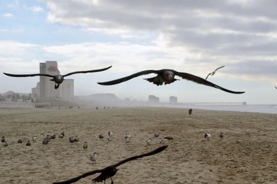 Birds flying over sand against sky