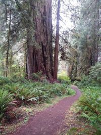 Trees in forest