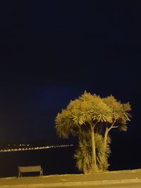 Illuminated tree against sky at night