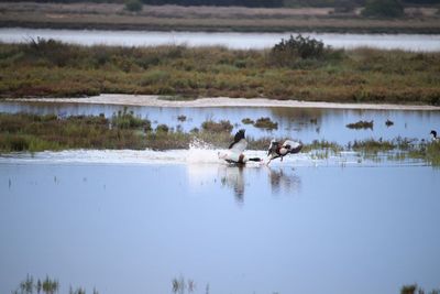 Birds swimming in lake