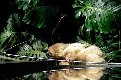 A two-toed sloth climbing around a passageway. 