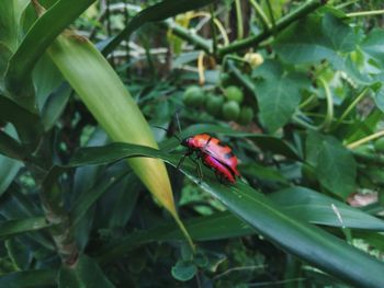 Close-up of ladybug on plant