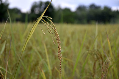 Close-up of stalks in field