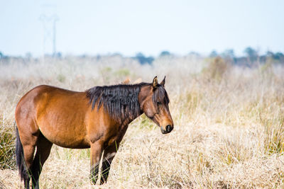 Horse standing on field against sky