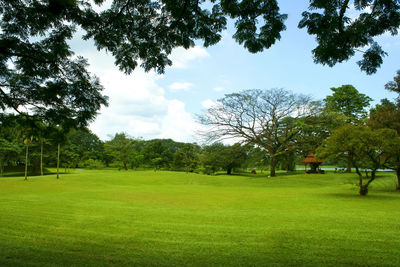 Trees on field against sky