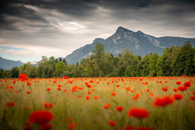 Scenic view of poppy field against cloudy sky